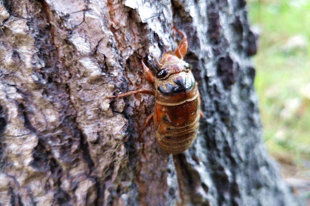 爬叉 同翅目蝉科动物 搜狗百科 爬叉 同翅目蝉科动物 搜狗百科