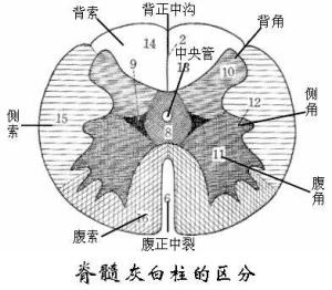 脊髓侧索解剖图片