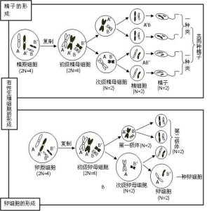 减数分裂