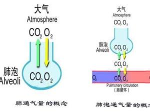 肺泡通气量