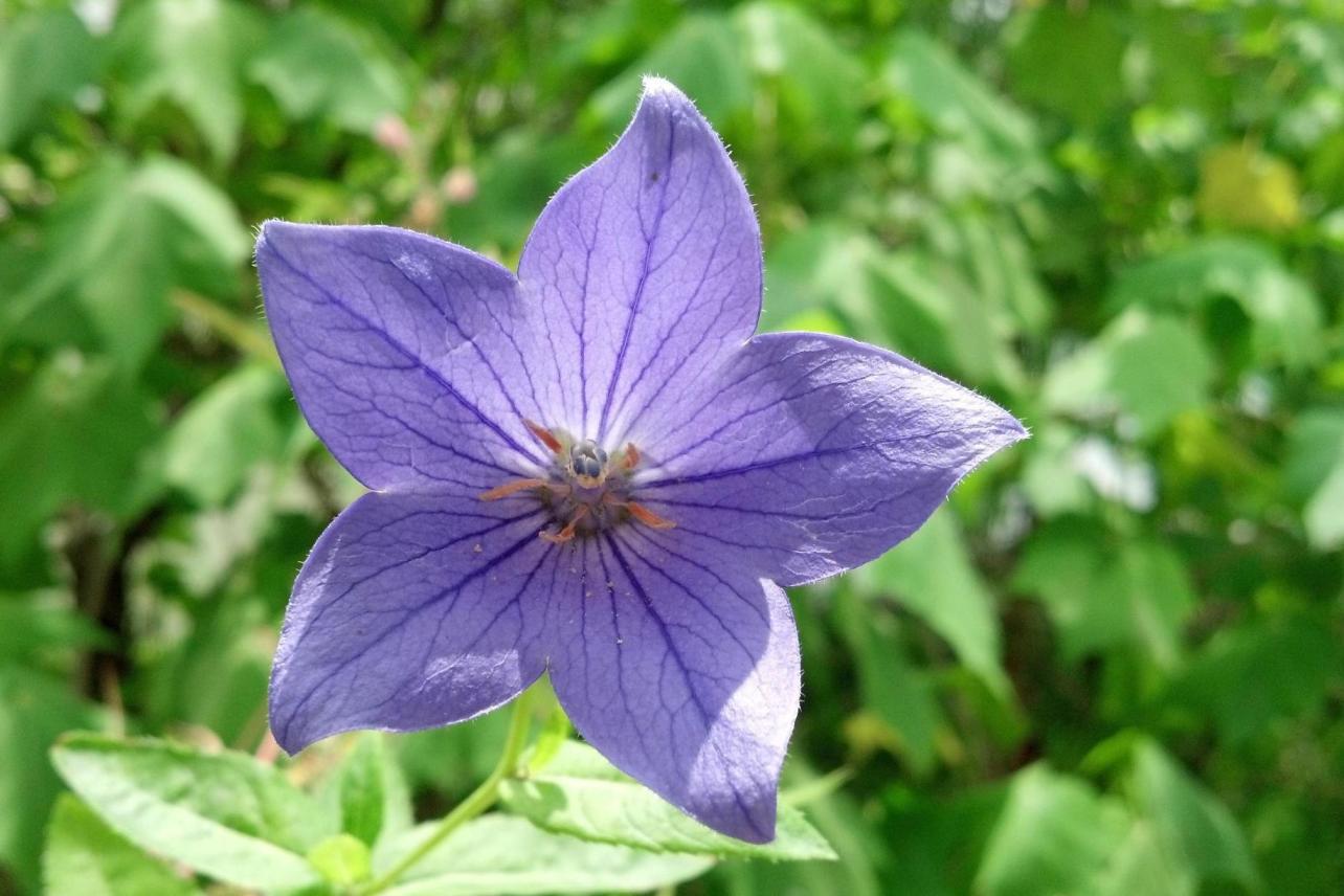 吉梗花 桔梗目植物 搜狗百科