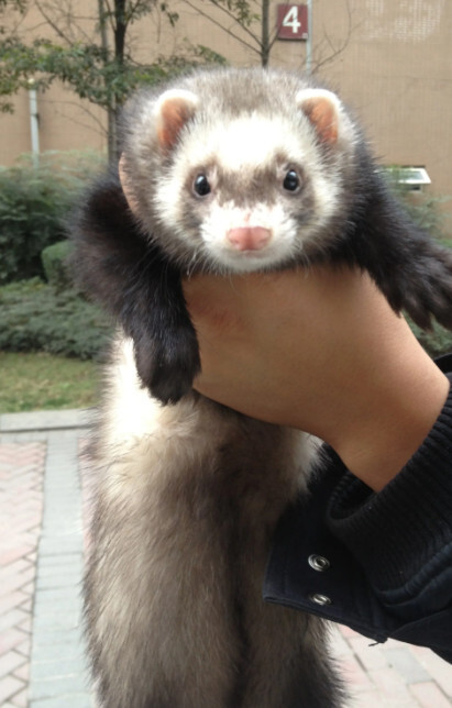雪貂(鼬科貂属动物)