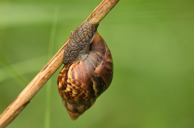 非洲大蜗牛