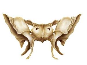 1基本内容1基本内容录目sphenoid bone外文名蝶骨中文名蝶骨,形如蝴蝶