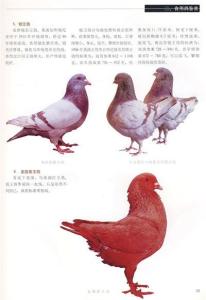 鸽子的外观