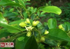 莞香树