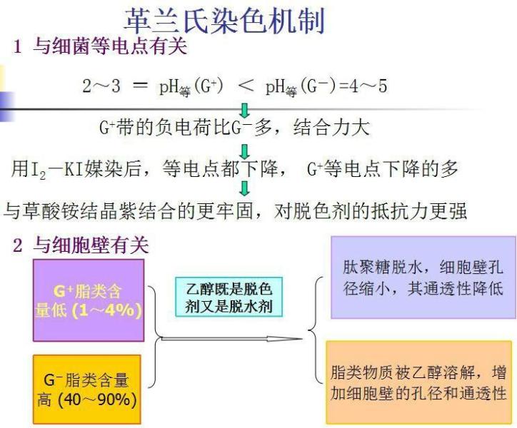 革兰氏染色机制原理图