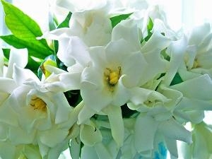 栀子花