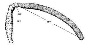 昆虫嗅觉感受器