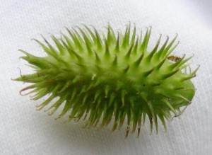 苍耳