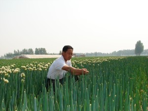大葱
