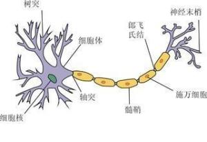 髓鞘解剖图图片