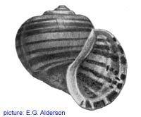 Pomacea galauca