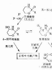 环磷酰胺