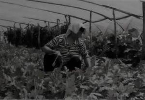 郑庄西瓜