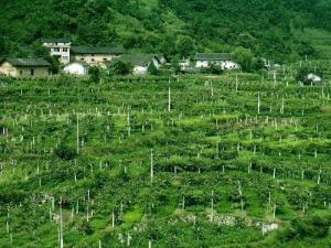 雾渡河镇