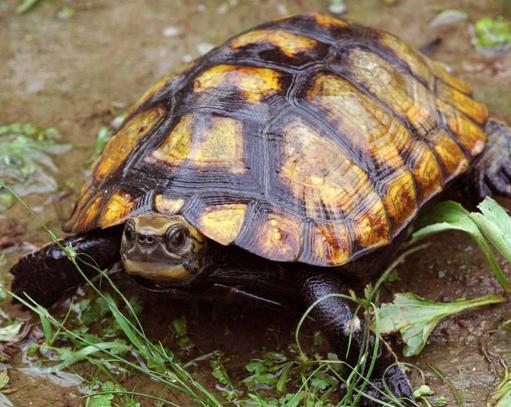 乌龟怎么看什么品种 0