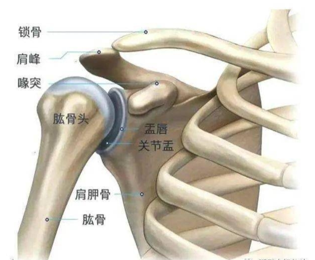 肩关节功能位演示图图片