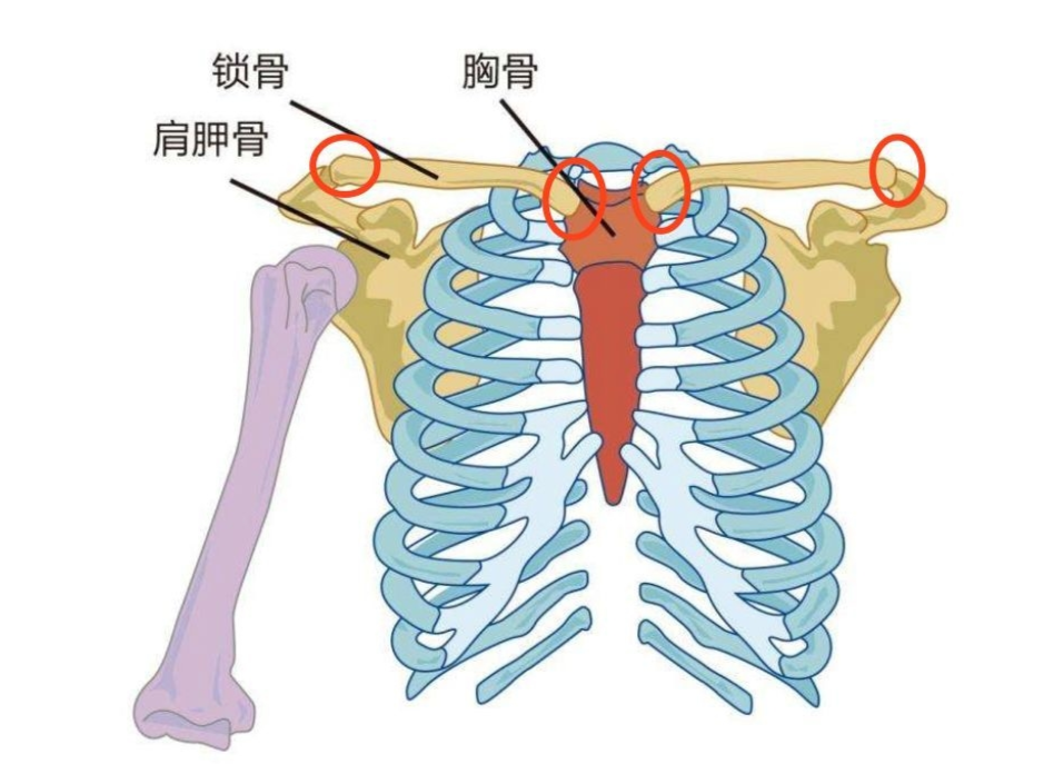 胸骨上窝的位置图片图片