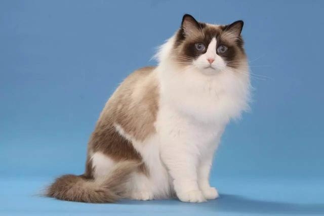 布偶猫