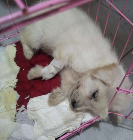 犬细小病毒(动物病毒)