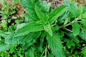 荔枝草