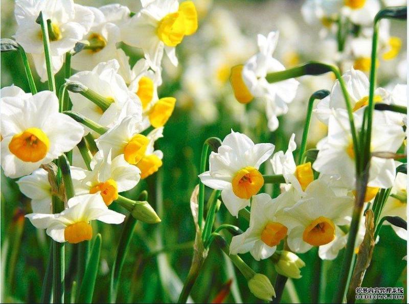 秋植球根花卉 搜狗百科