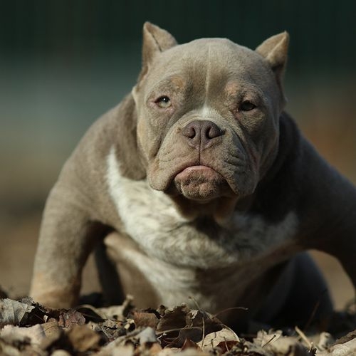 美国恶霸犬 - 搜狗百科