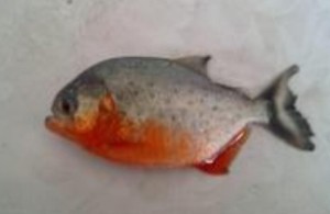 食人鲳腹部鲜红色