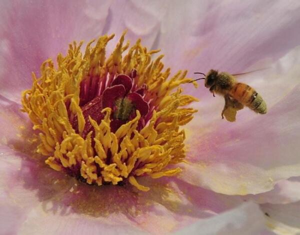 花粉筐 搜狗百科