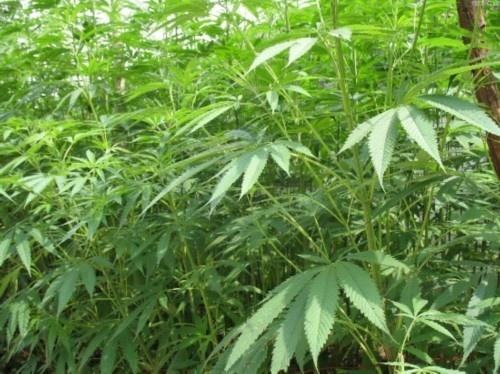 大麻 大麻科大麻属植物 搜狗百科 大麻 大麻科大麻属植物 搜狗百科