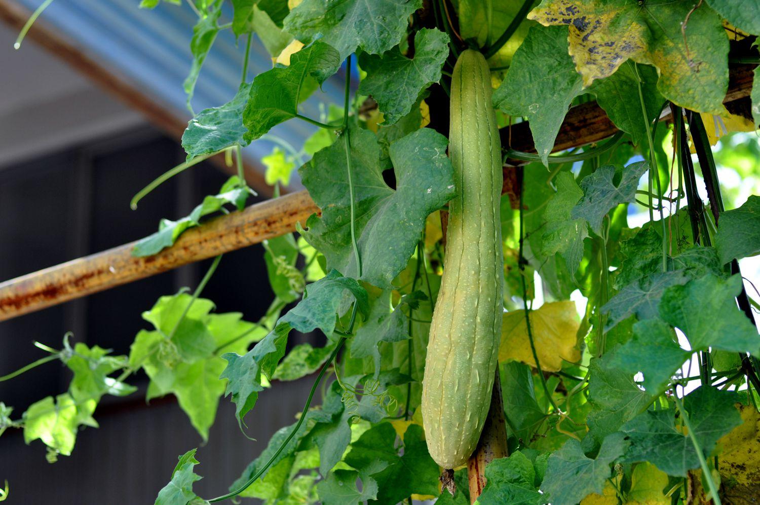 丝瓜(葫芦科属丝瓜属植物) - 搜狗百科