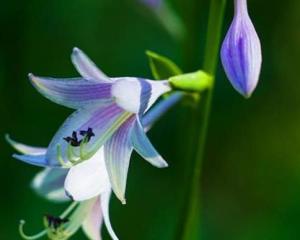 紫玉簪 天门冬科玉簪属植物 搜狗百科