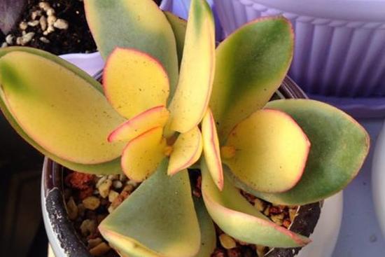 花月锦 景天科青锁龙属植物 搜狗百科