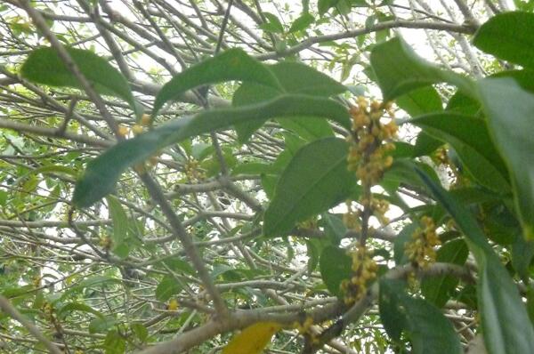 金木犀 搜狗百科 金木犀 搜狗百科