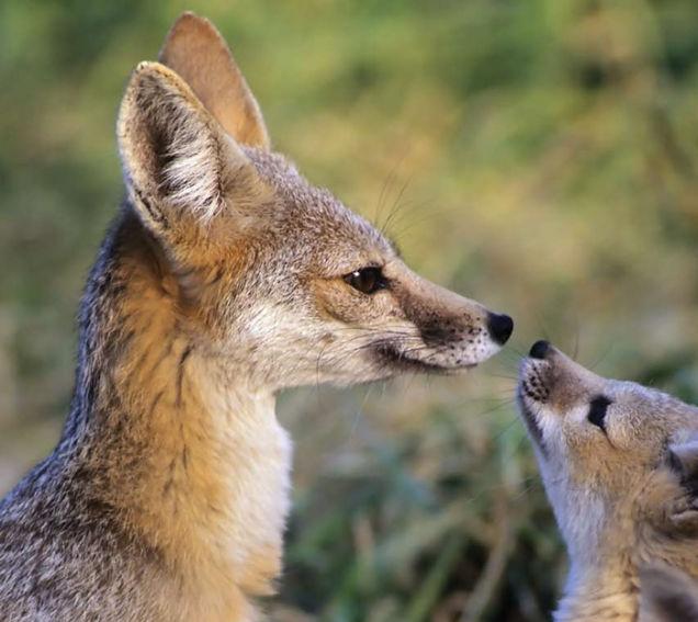 极狐是什么动物 0