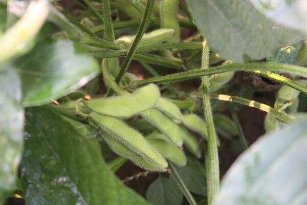 大豆 豆科大豆属植物 搜狗百科