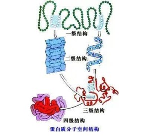 蛋白質摺疊9結構域結構花樣與摺疊類型8側鏈構象7四級結構6三級結構5