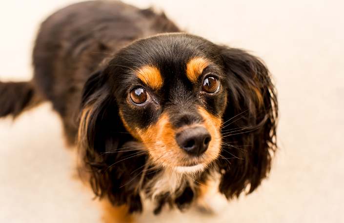查尔斯王骑士猎犬