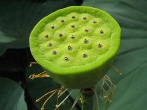 莲蓬