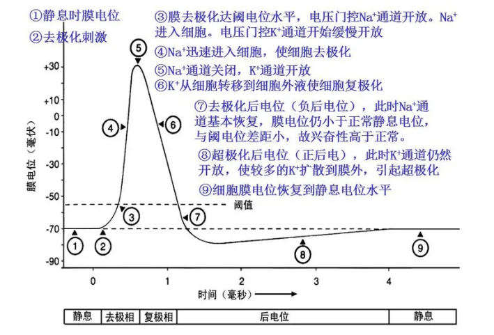动作电位
