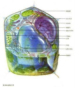 细胞和细胞器