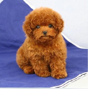玩具贵宾犬