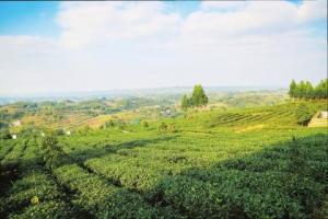 万亩茶园