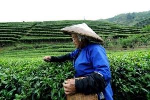采集清明茶