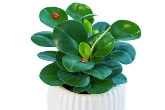 碧玉花 胡椒科豆瓣绿属植物 搜狗百科