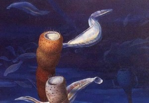 云南虫觅食和栖息景观 云南虫觅食和栖息景观