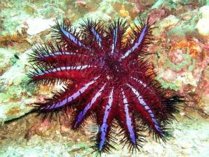 棘冠海星