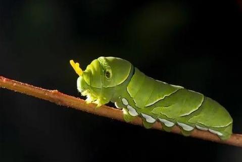 柑橘凤蝶幼虫 昆虫类动物 搜狗百科