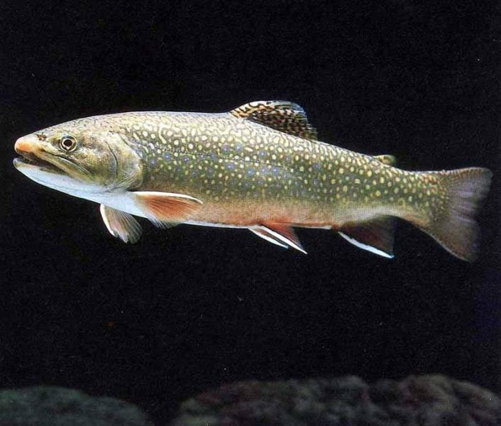 红点鲑 搜狗百科